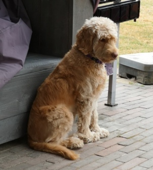 Jytte am 19. Trächtigkeitstag