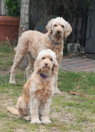 Jytte (mit Minna) am 26. Trächtigkeitstag