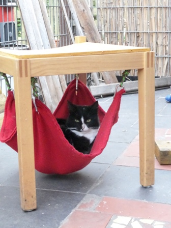 Auch AIDA findet die Hängematte toll!