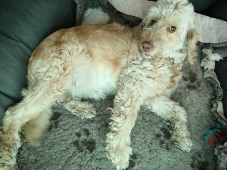 Jytte am 43. Trächtigkeitstag