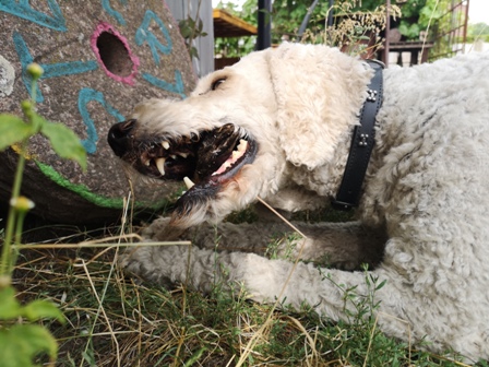 Knabbertag im Bellhaus: Juli
