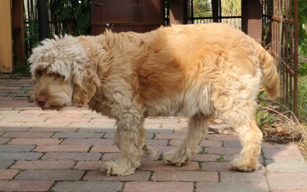 Jytte schleicht durch den Garten, aber es ist noch nicht soweit ;)