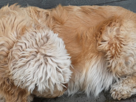 Überall Haare, ähm wo ist denn da Jytte??