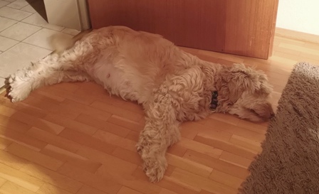 Jytte macht ein entspanntes Schläfchen bei Oma, die Haare am Bauch sind jetzt kurz;)