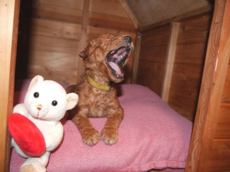 Fotoshooting in der Hütte... Capri gähnt...