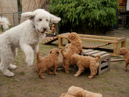 Los Mama, spiel mit uns!