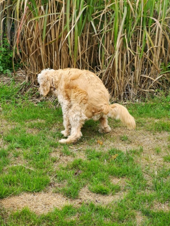 Jytte versucht sich zu lösen, immer wieder;)