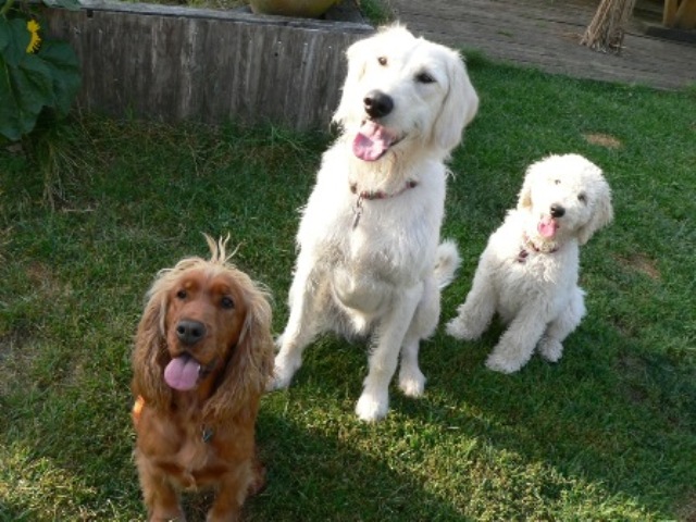 Enie, Kiwi und Juli (noch ganz grün hinter den Ohren)