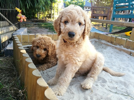 Einer Buddelt, einer steht Schmiere;)