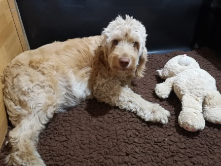 Jytte in der Wurfkiste (Tag 55)