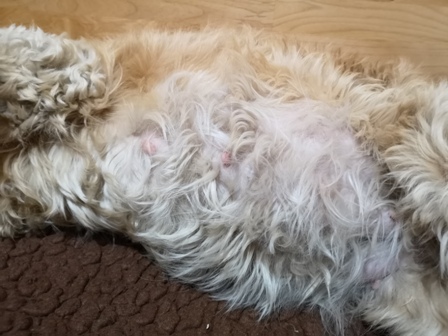 Es sind immer noch so viele Haare am dicken Bauch;)