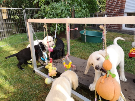 Cordulas Welpen spielen eifrig am Alu-Spielecenter;)