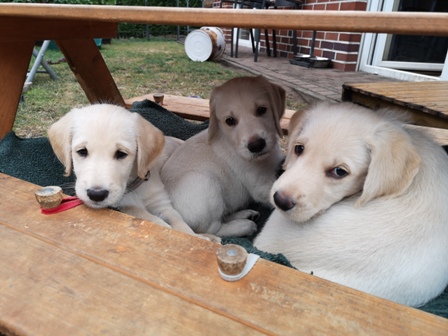 Die Hängematte ist auch gemütlich;)