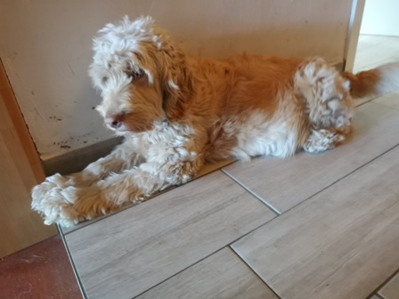 Jytte am 56. Trächtigkeitstag;)