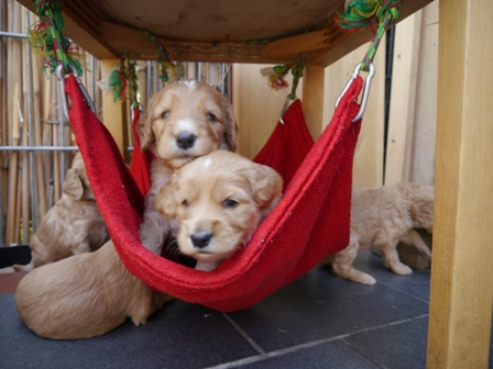 Gedrängel in der kleinen Hängematte ;)